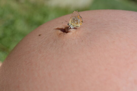 Borboleta pousa em barriga de gravida.