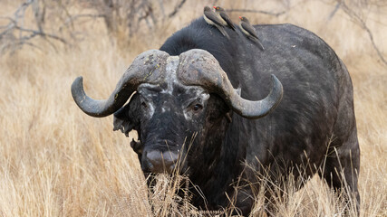 Naklejka premium Big old Bull Cape Buffalo