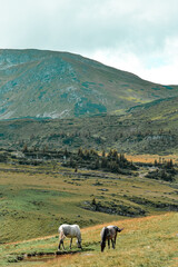 Fototapeta premium Horses in the mountains