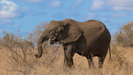 African elephant in the dry winter months