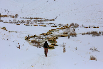 A shepherd feeding the sheep in winter
