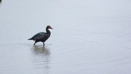a spur-winged goose at a waterhole