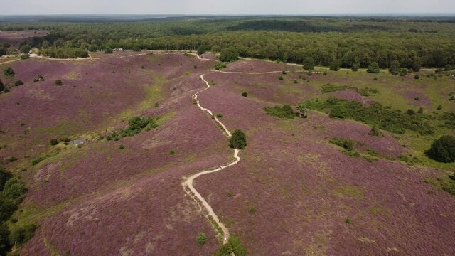 Purple blooming heathland at national park the Posbank in the Netherlands, walking path between the hills