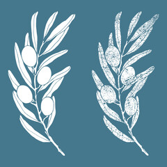 Hand drawn olive illustration, two branches with fill and texture. 