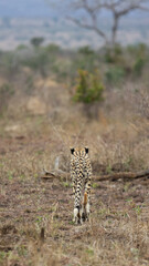A cheetah youngster following mom 