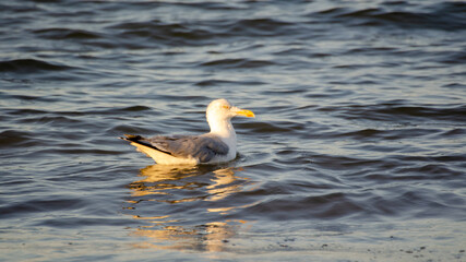Seagull at dusk