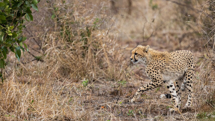 A cheetah youngster following mom 