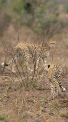 A cheetah youngster following mom 