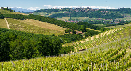 Fototapeta premium Vineyards of Langhe, Piedmont, Italy at May