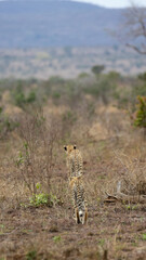 A cheetah youngster following mom 