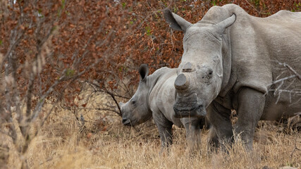 Obraz premium dehorned white rhino mother with calf
