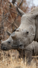 Obraz premium dehorned white rhino mother with calf