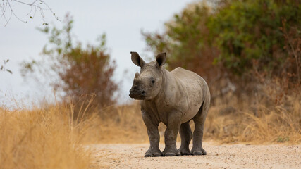 a baby white rhino in the road