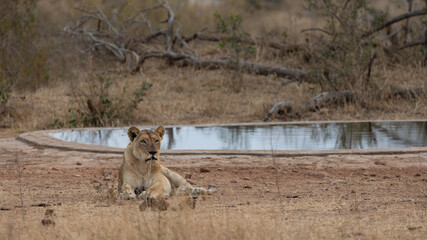 lioness protecting her waterhole