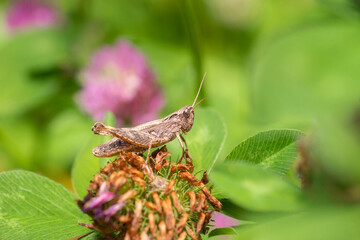A green grasshopper on a large leaf of grass, in its natural environment