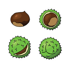 Chestnuts set. Illustration of chestnut vector icons. Isolated chestnut on white background.