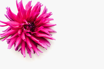 Pink chrysanthemum flower. Pink flower on a white background. Bright flower. Colored background. 