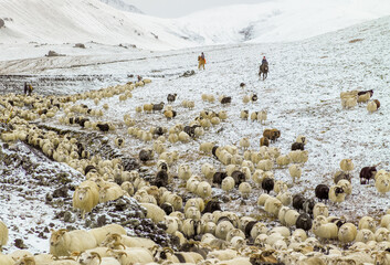 Sheep hearding in Landmannaafrettur in Iceland