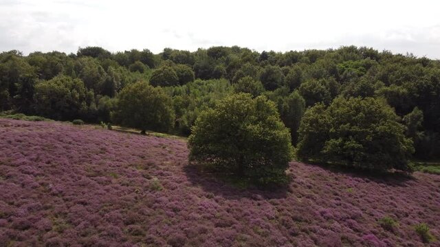Purple blooming heathland at national park the Posbank in the Netherlands, purple hills and green forest