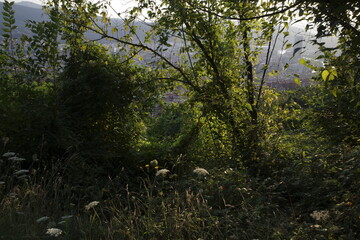 Morning in the woods