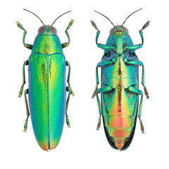 Beautiful jewel beetle, Buprestidae, Chrysochroa fulminans