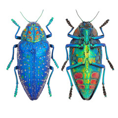 Beautiful jewel beetle, Buprestidae, Polybothris sumptuosa