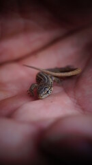 Lizard