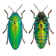 Beautiful jewel beetle, Buprestidae, Sternocera aequisignata 