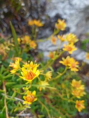 Close up of flowering yellow saxifrage (Saxifraga aizoides)