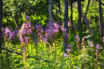 Abundance of flowering alpine sow-thistle (Cicerbita alpina)