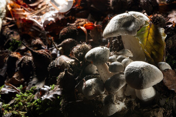 mushrooms in the forest