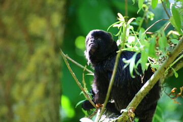 The cute monkey Goeldis marmoset (Callimico goeldii)