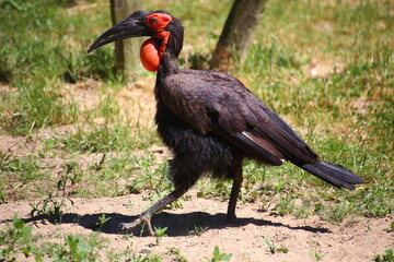 Southern ground hornbill (Bucorvus leadbateri) walking on the ground