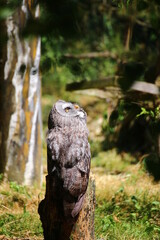 Great gray owl (Strix nebulosa) perched on a tree stump