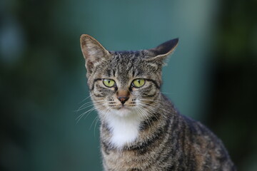 Stray cats in a park in Huai 'an, Jiangsu Province, China