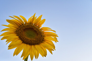 Obraz premium Sunflower on a blue sky background