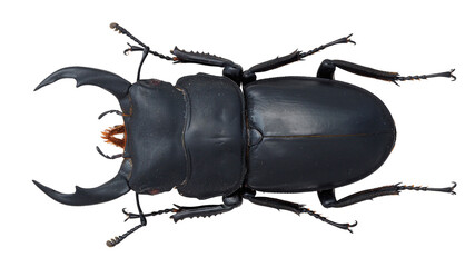 Lucanidae,stag beetle, Dorcus schenklingi 