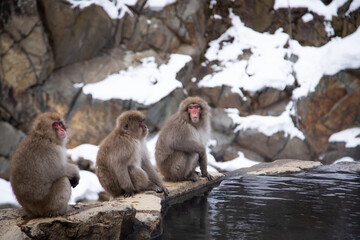 Snow Monkeys