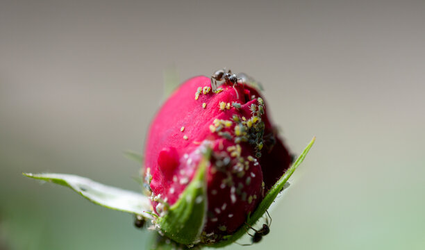 Ant eating micro organisms on red rose petals