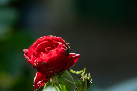 Ants attacking beautiful red rose