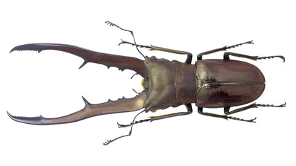 Lucanidae, stag beetle, Cyclommatus metallifer (Boisduval, 1835)