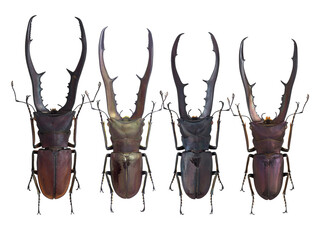 Lucanidae, stag beetle, Cyclommatus mniszechi (Thomson, 1856) 
