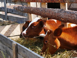 Three calves are leaning out of the barn to the trough. They eat hay.