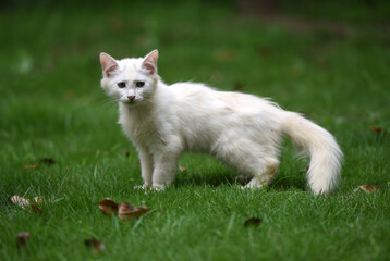 Stray cats in a park in Huai 'an, Jiangsu Province, China