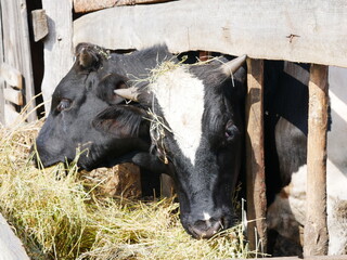 Black bulls cows stuck out their heads and eat fodder. Farming, cattle care.