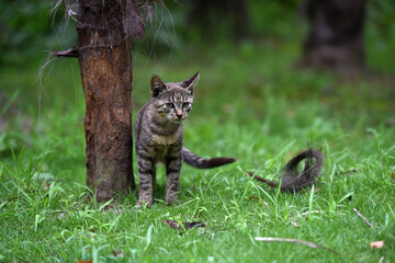 Stray cats in a park in Huai 'an, Jiangsu Province, China