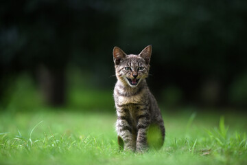 Stray cats in a park in Huai 'an, Jiangsu Province, China