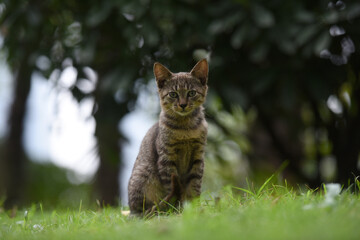 Stray cats in a park in Huai 'an, Jiangsu Province, China