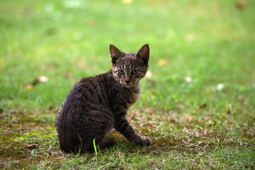 Obraz premium Stray cats in a park in Huai 'an, Jiangsu Province, China