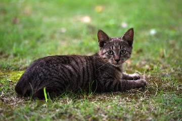 Stray cats in a park in Huai 'an, Jiangsu Province, China